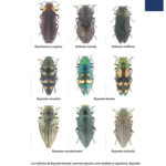 Quebec insects and other terrestrial arthropods(book in french)